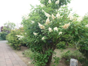 ノリウツギ　全体